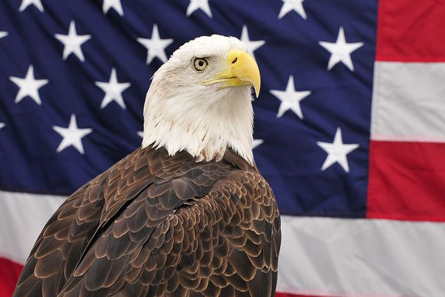 Eagle in front of American flag